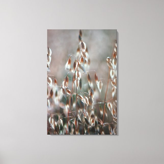 Impressão Em Tela Aveia De Ripe (Avena Sativa) Fechar. Ceres, Boland (Frente)