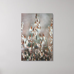 Impressão Em Tela Aveia De Ripe (Avena Sativa) Fechar. Ceres, Boland