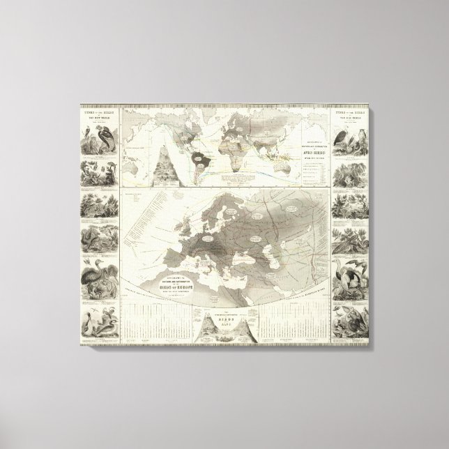 Impressão Em Tela Aves (Frente)