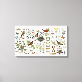 Impressão Em Tela aves botânicas e flores da frança moderna e antiga