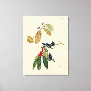 Impressão Em Tela Azure (Cerulean) Warbler, Aves de Audubon da Améri