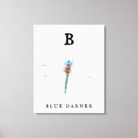 "B" Blue Darner