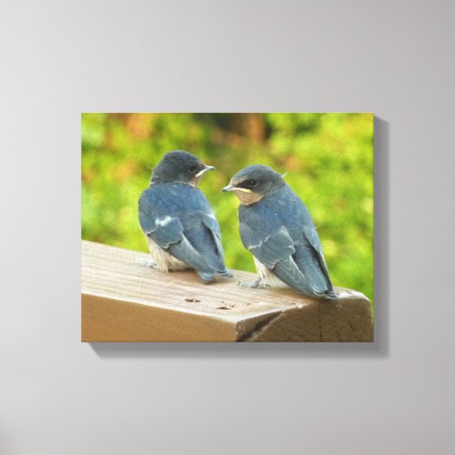 Impressão Em Tela Baby Barn Swallow Nature Bird Foto (Frente)