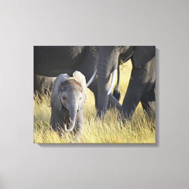 Impressão Em Tela Baby Elephant (Frente)