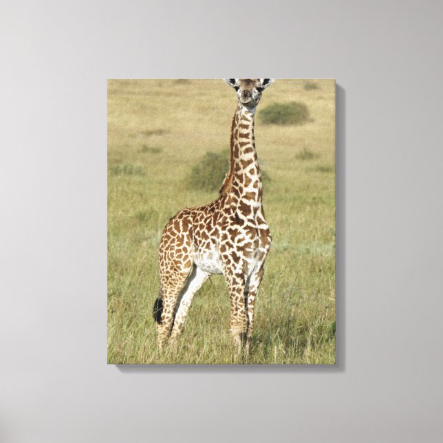 Impressão Em Tela Baby Giraffe Em Nairobi (Frente)