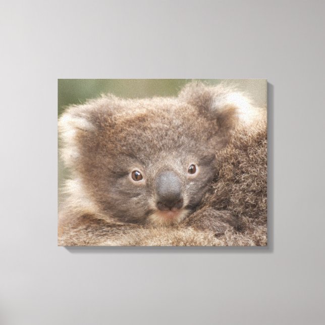 Impressão Em Tela Baby Koala (Frente)