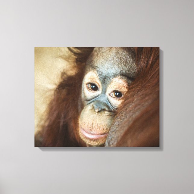 Impressão Em Tela Baby Orangutan (Frente)