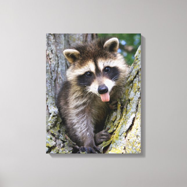 Impressão Em Tela Baby Raccoon (Frente)