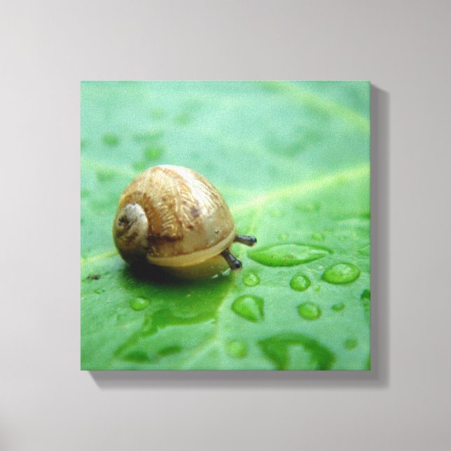 Impressão Em Tela Baby Snail (Frente)