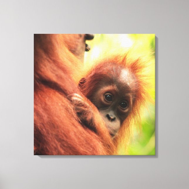 Impressão Em Tela Baby Sumatran Orangutan (Frente)
