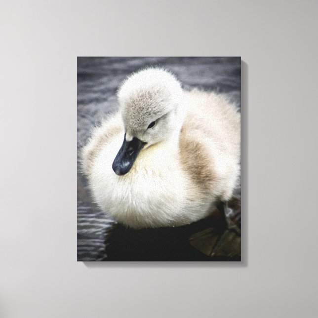 Impressão Em Tela Baby Swan | Cygnet (Frente)