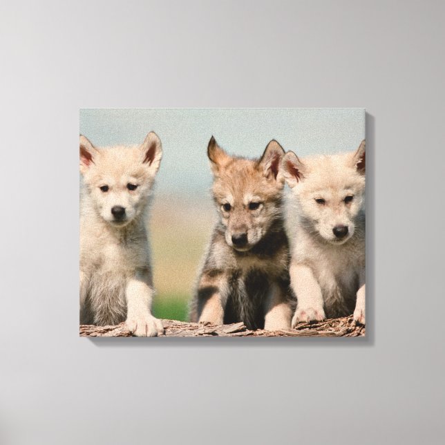 Impressão Em Tela Baby Wolves (Frente)