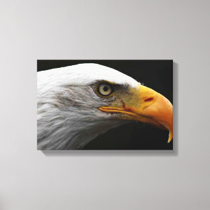 Impressão Em Tela Bald Eagle 16,50x11 (41,25x27,5cm) waccn