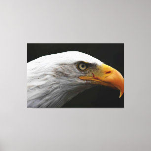 Impressão Em Tela Bald Eagle 60x40 (150x100cm) waccn