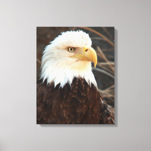 Impressão Em Tela Bald Eagle Closeup