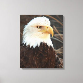 Impressão Em Tela Bald Eagle Closeup