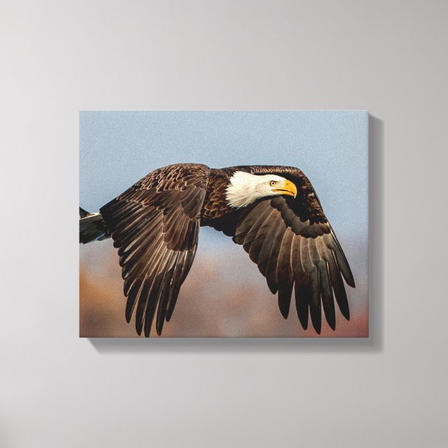 Impressão Em Tela Bald Eagle em voo (Frente)