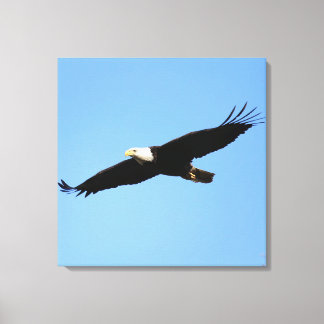 Impressão Em Tela Bald Eagle Flyby