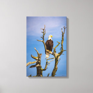 Impressão Em Tela Bald Eagle, Ilhas do Golfo do Sul, BC