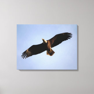 Impressão Em Tela Bald Eagle Wingspread