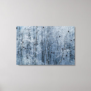 Impressão Em Tela Bald Eagles