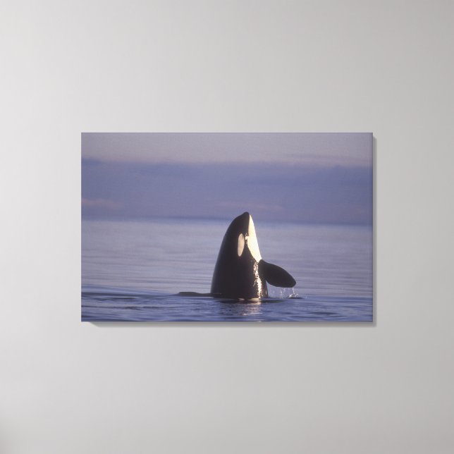 Impressão Em Tela Baleia Assassina Orca Spyhopping (Orca orcinus) pe (Frente)