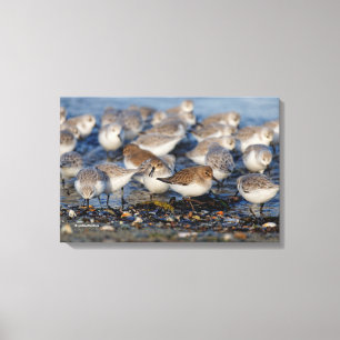 Impressão Em Tela Bando de Dunlins e Sanderlings na Praia