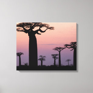 Impressão Em Tela Baobab Beco", Madagáscar, Morondava, África,