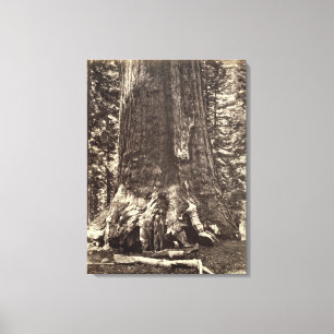 Impressão Em Tela Base do Gigante Grizzly, do Livro Yosemite