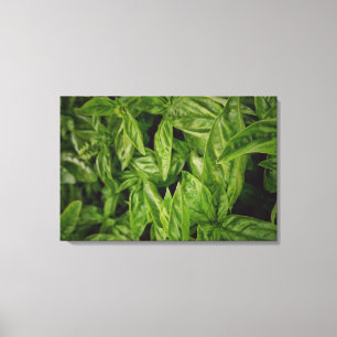 Impressão Em Tela Basil Fine Art