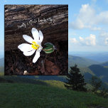IMPRESSÃO EM TELA BEAUTY DEUS MANUSEANDO EMERSON EARTHY<br><div class="desc">Essa flor é chamada Bloodroot e é uma das primeiras flores silvestres a aparecer nas matas da Carolina do Norte na primavera. É uma coisinha pontiaguda. Bonita, e sua raiz é medicinal. Seja pequeno, insignificante ou alto como ondas de choque ou imenso como o universo, podemos ver a letra de...</div>