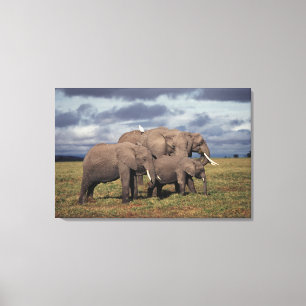 Impressão Em Tela Bebê Elefante Africano com família
