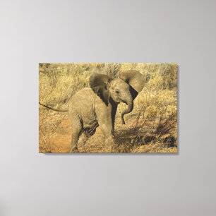 Impressão Em Tela Bebê Elefante Africano, Loxodonta Africana,