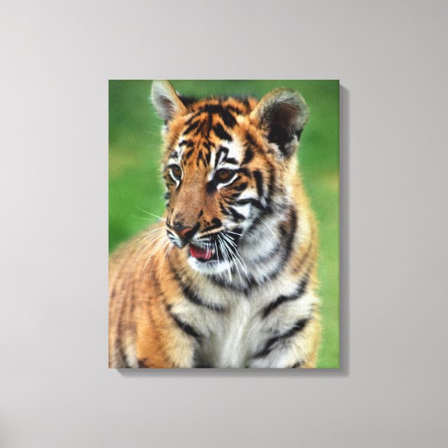 Impressão Em Tela Bebê Tiger a cores (Frente)