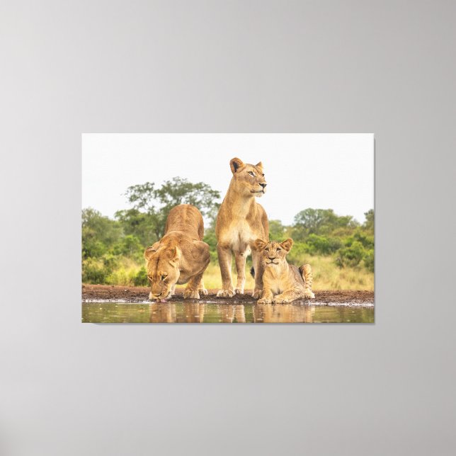 Impressão Em Tela Bebendo Três Leões (Frente)