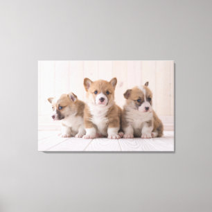Impressão Em Tela Bebês Mais Pobres   3 Bebês-Corgis