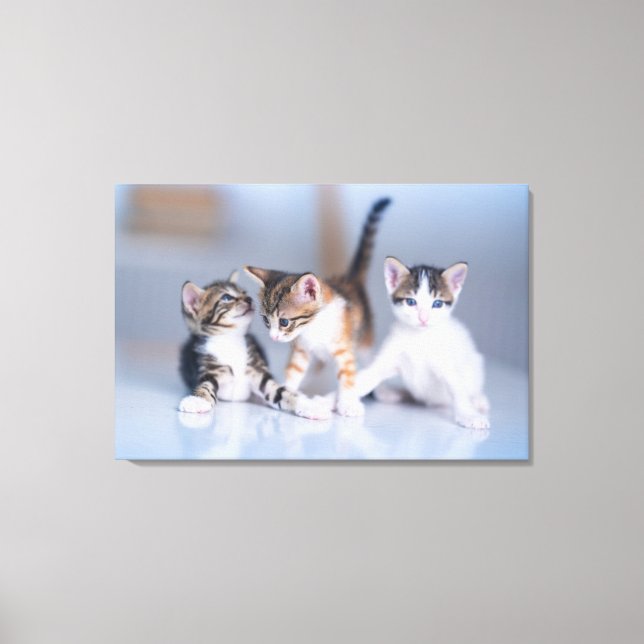 Impressão Em Tela Bebês Mais Pobres | 3 Gatinhos Tabby (Frente)