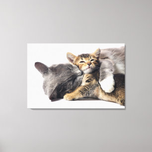 Impressão Em Tela Bebês Mais Pobres   Abraço de Kitten Cute