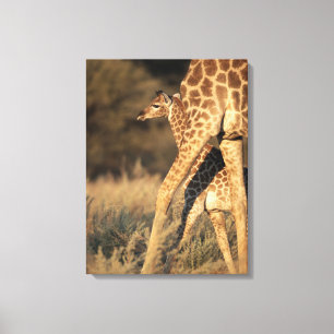 Impressão Em Tela Bebês Mais Pobres Baby Giraffe & Parent