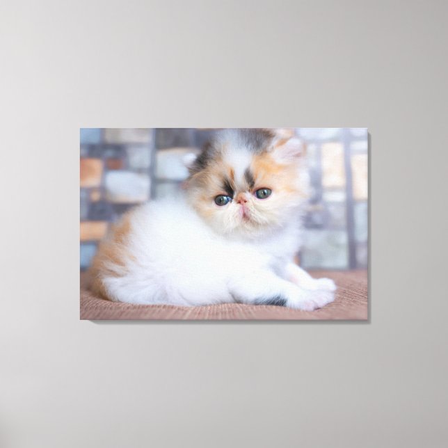 Impressão Em Tela Bebês Mais Pobres | Calico Pérsico Kitten (Frente)