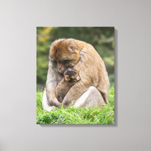 Impressão Em Tela Bebês Mais Pobres   Família Barbary Macaque