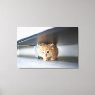 Impressão Em Tela Bebês Mais Pobres   Fluffy Orange Kitten