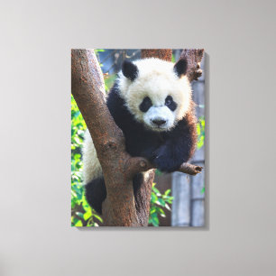 Impressão Em Tela Bebês Mais Pobres   Giant Panda Cub