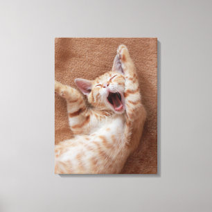 Impressão Em Tela Bebês Mais Pobres Ginger Kitten Yawning