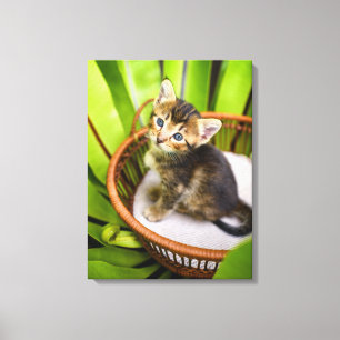 Impressão Em Tela Bebês Mais Pobres Kitten no cesto
