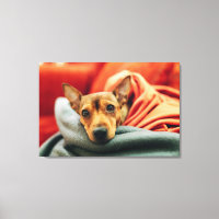 Bebês Mais Pobres | Pinscher miniatura