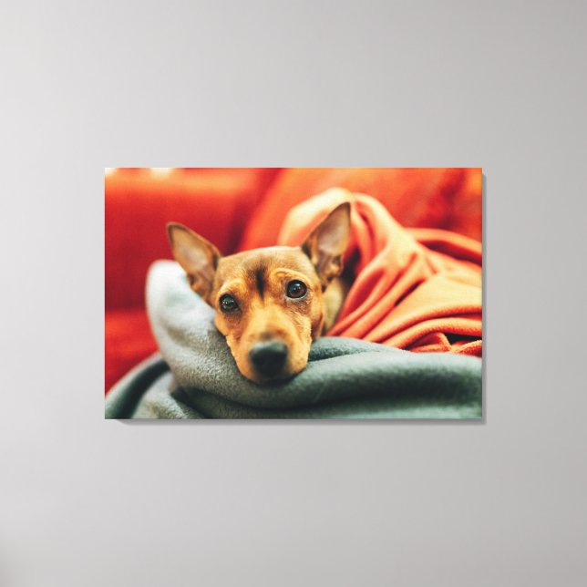 Impressão Em Tela Bebês Mais Pobres | Pinscher miniatura (Frente)