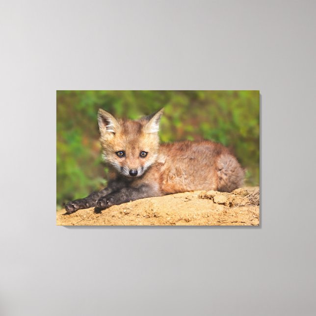 Impressão Em Tela Bebês Mais Pobres | Pup Raposa Vermelha (Frente)