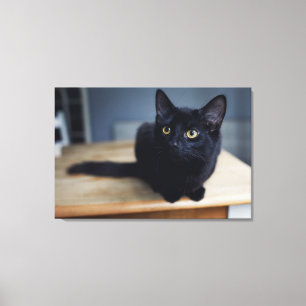 Impressão Em Tela Bebês Mais Pobres   Retrato de um Gato Negro