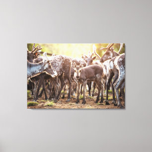 Impressão Em Tela Bebês Mais Pobres   Svalbard Reindeer